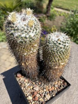 Mammillaria parkinsonii